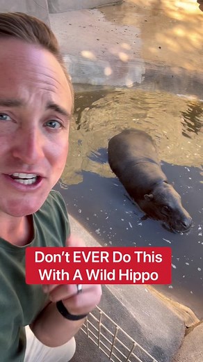 Pygmy Hippo Feeding: Close Encounter!