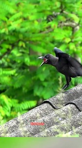 Beautiful bird wildlife raven captured video in the forest ❣️ ❣️ 🥰 love 🦜🥰 #viral #trending #birds #reels #nature #instagram #wildlifephotography #wildlife #trend #wildlifelover | Birds Beauty