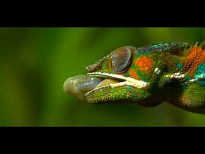 Chameleons Eating Compilation (Slow Mo)