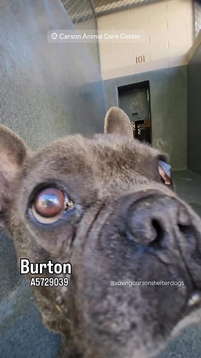 💜 Adopted 💜 A5729039 ✰ BURTON -10/29/25- 🇨🇭IN MEDICAL🇨🇭 He was found near 17500 South Main St. Carson and he’s got some medical issues. He was taken to the outside vet by. @oldblueinc and they can give you more info about his medical. These are the medical notes they received. Burton does have anemia as well as an elevation in most of his white cells and platelets, indicating there is inflammation somewhere in his body. The anemia could be related to blood loss (possibly from his GI tract)
