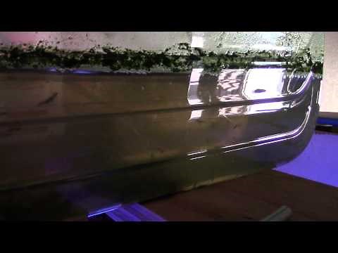 DIY RAISING BRINE SHRIMP TO ADULTS UPDATED