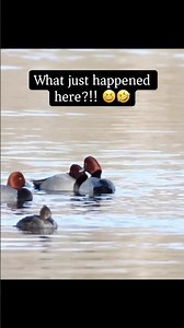 No sleep on water patrol — Redheads keep each other awake. 🦆💧#waterfowl #nature #wildlifemoments