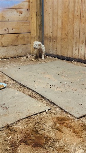 58K views · 808 reactions | “Hey! We had a dog show up tonight in...