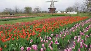 207K views · 5.3K reactions | Spring means ! Check out this bird's-eye-view of the tulips in Holland, Michigan! | MLive.com | Facebook