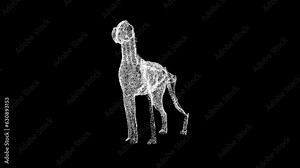 3D dog anatomy rotates on black background. Dog skeleton animal medical anatomy. For title, text, presentation. 3d animation 60 FPS