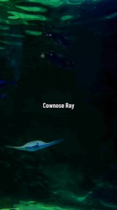 3.7K views · 33 reactions | Did you know that the Cownose Ray have spines on their tails that produces a mild venom similar to a bee sting! #facts #reel #aquarium #cownoseray #ray #sealife | Exploris Aquarium | Facebook