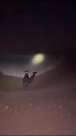 29K views · 308 reactions | Shot and retrieved | J gumble rabbit control | Facebook