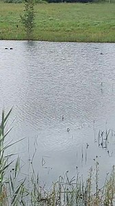 Flash Phelps.. This was an hour ago on an estate near Johannesburg. Flash loves his water rescues😉 | Owl Rescue Centre