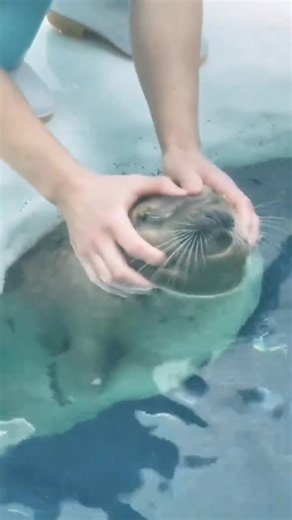 seal😋🦭 #seal #sealife