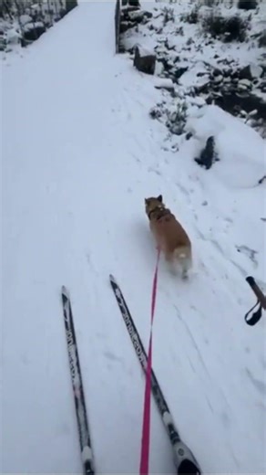 Look at how fast this corgi goes!