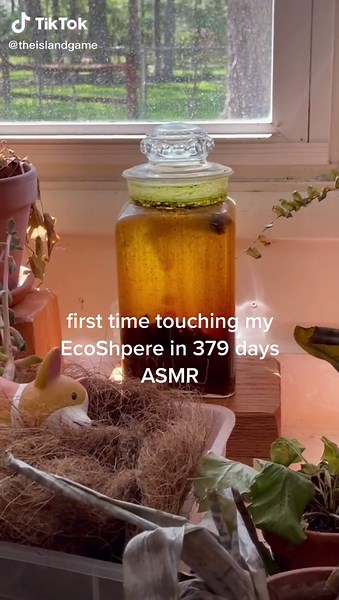 Exploring Algae in My EcoSphere After 379 Days ASMR