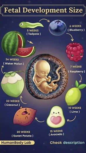Your Baby’s Incredible Growth Week by Week 👶✨ | From Seed to Pumpkin! #pregnancy #baby