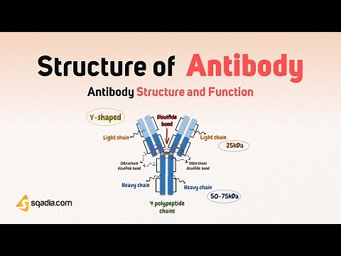 Antibody Structure and Function - Structure of Antibody