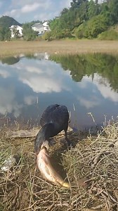 Bird challenges fish as big as itself | My Cormorant