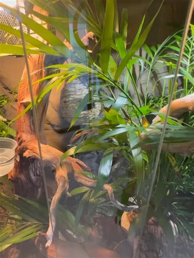 Green Tree Monitors🌳🦎#greentreemonitor #greentreemonitors #treemonitor #treemonitors #monitorl#californiadventure #monitorlizard #Northcarolina #enclosure #newyorkcity #floridalife #viral #nature #wildlife #jurassicpark #dinosaur #velociraptor #reptilesofinstagram #green #fyp #foodtok #animal #animals #pet #pets