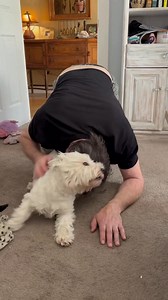 132K views · 8.6K reactions | Pickles loves when Papa gets down in the floor so they can do some serious male bonding—and grunting ❤️ #funnydogsofinstagram #dog #dogsoffacebook #westie #doghumor #dogsandpals #dogsofinstagram #spoileddogs #lovemydog #doglife | The Piper Chronicles | Facebook