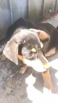 Heroic Rescue After Severe Crash Shows Incredible Strength and Fight for Life