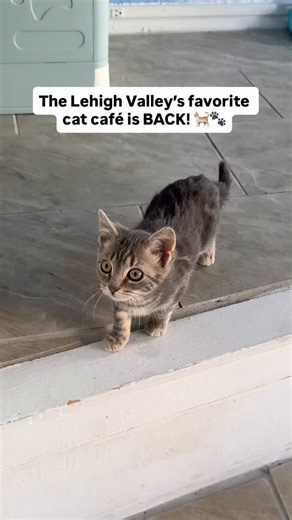Lehigh Valley’s favorite cat café is back - and now it’s so much more. 🐾❤️ Love YOU More has opened in downtown Easton as a cat café and community center, rooted in compassion, healing, and connection. With Project Paw Cat Café, a thrift store, and community programs all in one space, every visit helps give back! This is a space to slow down, reconnect, and take care of one another - while enjoying cat cuddles, coffee, and community. 🥹 Share this with a friend you’d love to visit with! 🐾 Love