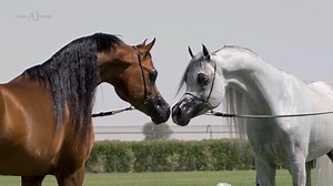 64K views · 4.3K reactions | How powerful can a breeding program be?!...