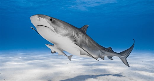 Insane Footage Shows Us Exactly What It Looks Like To Be Eaten By A Shark