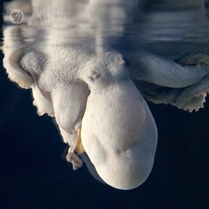 Do octopuses dream? Octopus: Making Contact airs Wednesday at 8 PM: http://bit.ly/2ixhJ4L | Cascade PBS