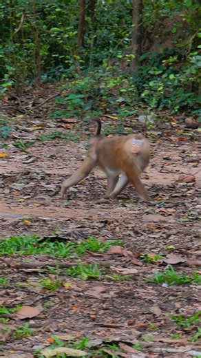 19K views · 285 reactions | Monkey Rose on Reels | Facebook