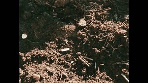 1980s: Ants crawl on anthill. Earthworm tunnels in dirt. Prairie dogs eat. Illustration of a viper snake with "V". Snake slithers under rock. Illustration of dragonfly with "W".