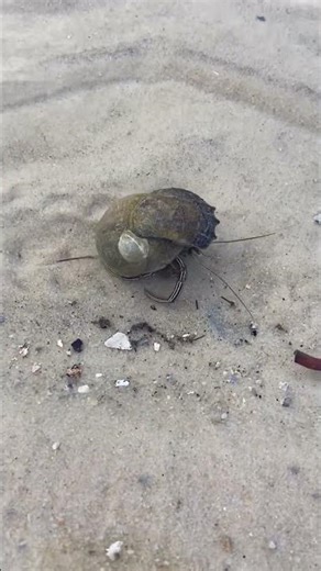 A Hermit Crab With An Oyster Backpack #fishing #diy #travel