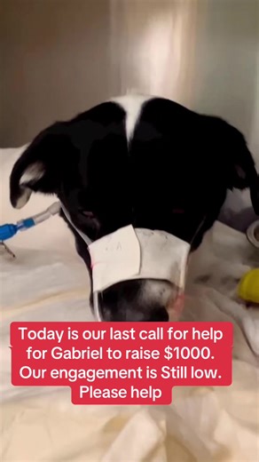 Happy Tails Dogs 🐶 Rescue 🛟 (@happytailsdogsrescue)’s videos with original sound - Happy Tails Dogs 🐶 Rescue 🛟
