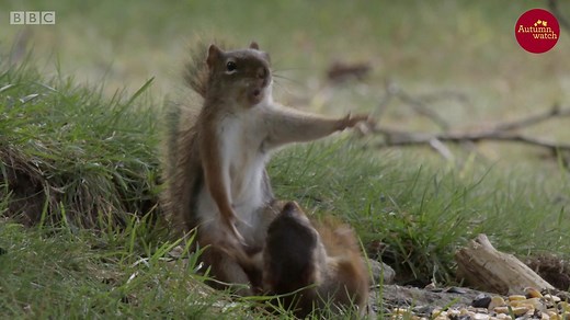 BBC Two - Autumnwatch, 2018, These red squirrels are fighting for food and it's epic!