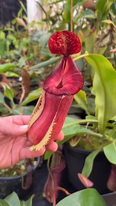 N. [(Rokko ‘Exotica’ x boschiana) x veitchii] (a) x Sabre ‘Dark cherry’ EP select! Large size cuttings available on RedLeafExotics.com. These are prime genetics for taking your breeding game to the next level! Love this plant! | RedLeaf Exotics