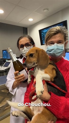 Beagles Of Burgundy on Instagram: "Notre BoBoy Fortunato réussit son examen de santé: c'est le meilleur depuis qu'il a été opéré du coeur il y a 2 ans et demi. Tous les 6 mois nous emmenons à l'Ecole Vétérinaire de Maisons-Alfort ce beagle de laboratoire qui a été sauvé deux fois de la mort: lorsqu'il a échappé à l'expérimentation animale et que nous l'avons accueilli à La Maison des Beagles Libres, puis quelques mois plus tard lorsque le Professeur Valérie Chetboul et la Fondation Un Coeur l'on