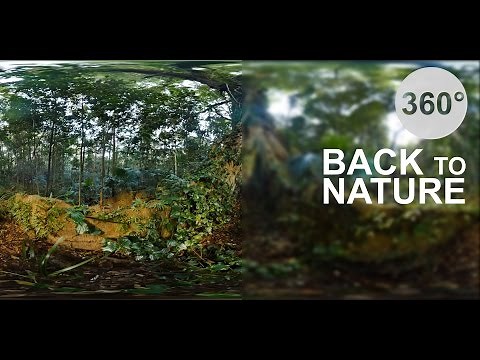 Back to Nature - Rainforest (360° Virtual Reality VR Video)
