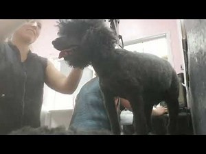 How to groom a poodle: summer cut