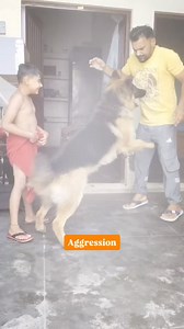 German Shepherd Aggression Is Seriously Dangerous 🔥🐺 #germanshepherd #viral #trending | Dev Godara