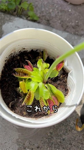 [Graphic] Carnivorous plants feeding #PitcherPlant #VenusFlytrap #CarnivorousPlants #Predation #I...