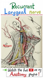 11K views · 196 reactions | Recurrent Laryngeal Nerve- Anatomy of...