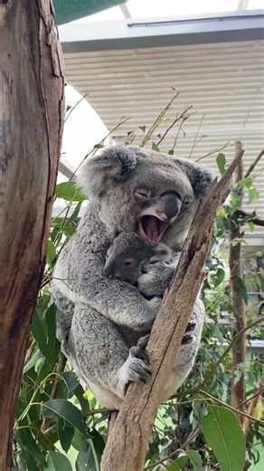 Koala misconceptions #koalas