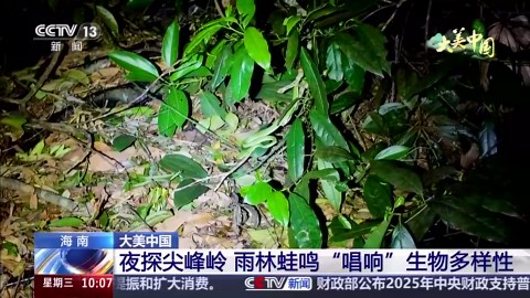 夜探尖峰岭 雨林蛙鸣“唱响”生物多样性