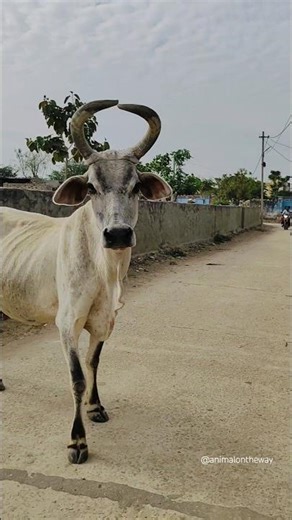 Cow Sound 😁😁/#shorts #cow #animalsounds #cowvideos #animalontheway #cowsound #cowshorts #funny #aww