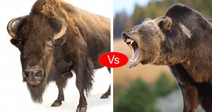 Bison vs Bear fight comparison- who will win the fight?