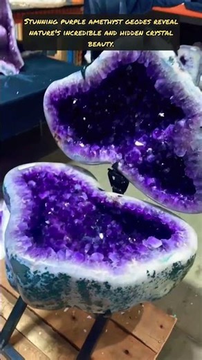 Amazing Deep Purple Amethyst Geodes Display Incredible Natural Crystals