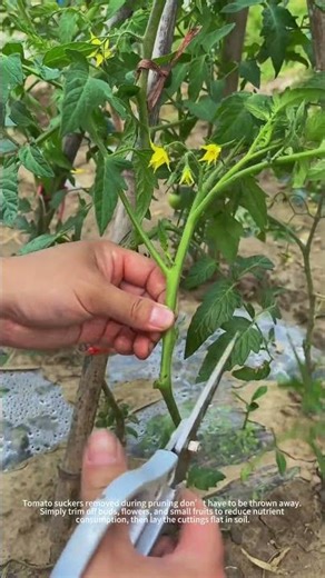 Suckers grow into full tomato plants. 🍅✂️