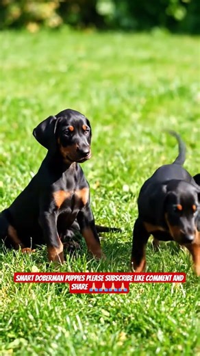 Doberman Puppies – Intelligent & Fearless Little Guardians 🐶✨#shorts #ashishsaxena