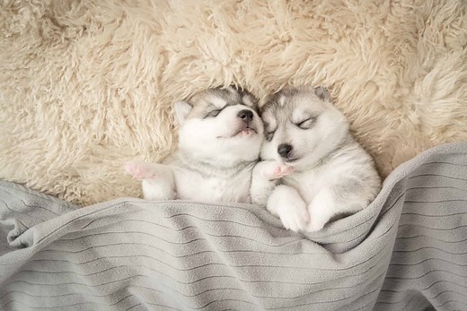 How Much Do Puppies Sleep, and How Much Do They Need?