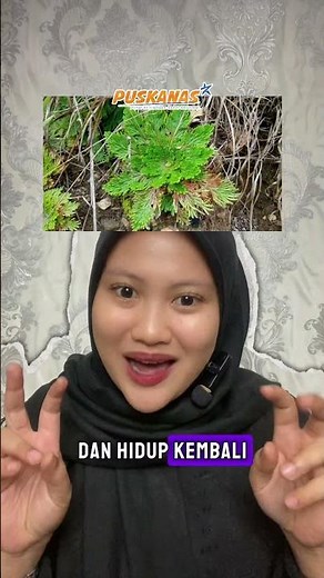 Tanaman yang Bisa Bertahan Tanpa Air Bertahun-tahun!🌱💧#puskanas