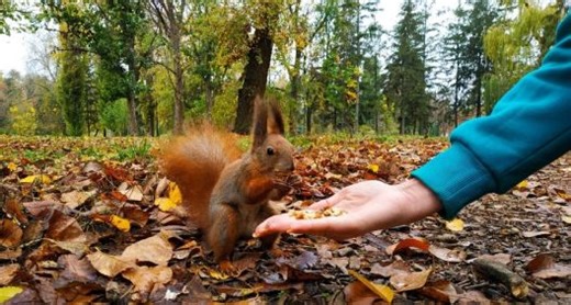 It's Legal to Keep a Squirrel as a Pet in Some States