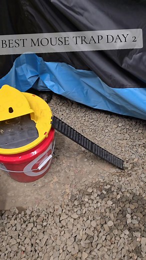 Best Mouse Trap Idea_ How To Rat Catching on bucket house Making Idea Buy now：https://t.site/4ab2GFE | Surpassous | Facebook