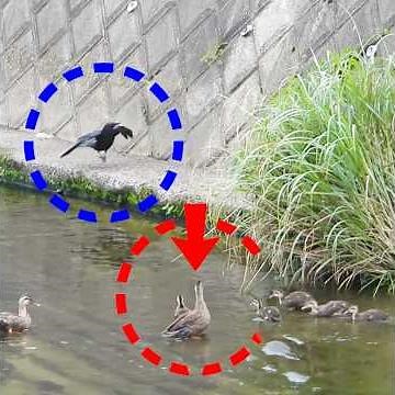 Crow Attack—Dad Defends, Mom Saves the Ducklings