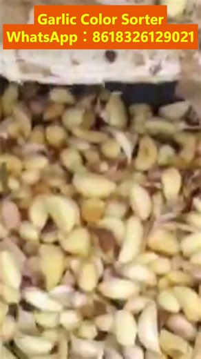 Garlic Sorting Machine #garlic #sortingmachine #colorsorter #sorting #sortingsystem WA:8618326129021